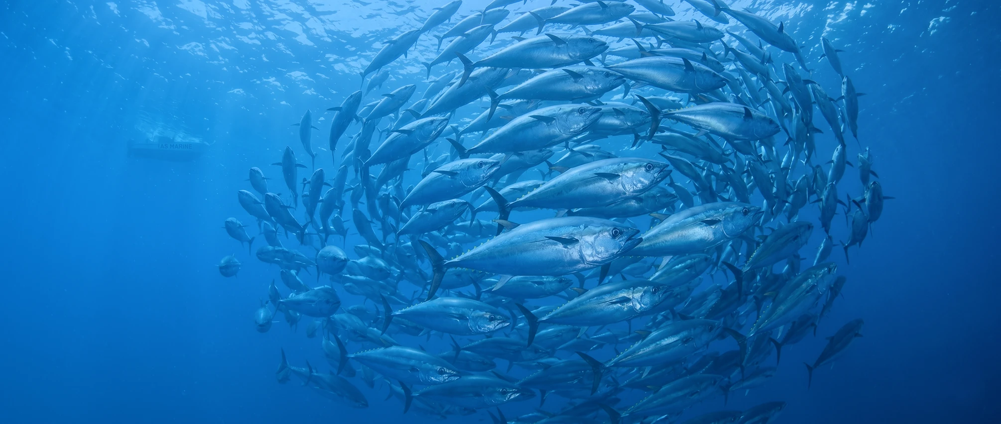AS Marine Hero - Premium Seafood Export